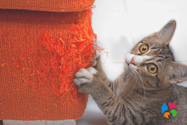 Cómo evitar que tu gato arañe los muebles: claves prácticas