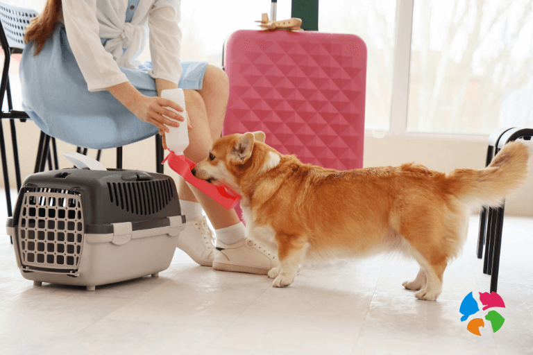 Consejos para acostumbrar a tu mascota al transportín