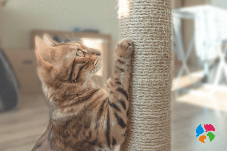 ¿Por qué los gatos arañan?