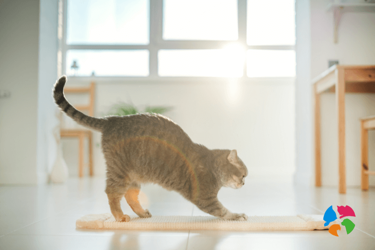 Productos recomendados para evitar que tu gato arañe los muebles