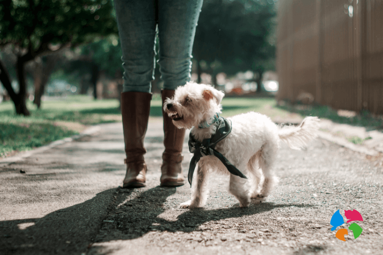 Guía para escoger el mejor arnés o collar para tu perro