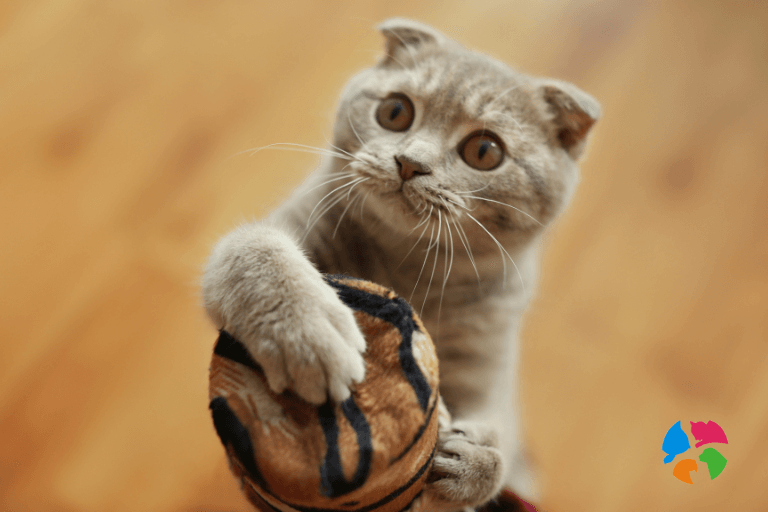 ¿Por qué son esenciales los rascadores para la salud de tu gato?
