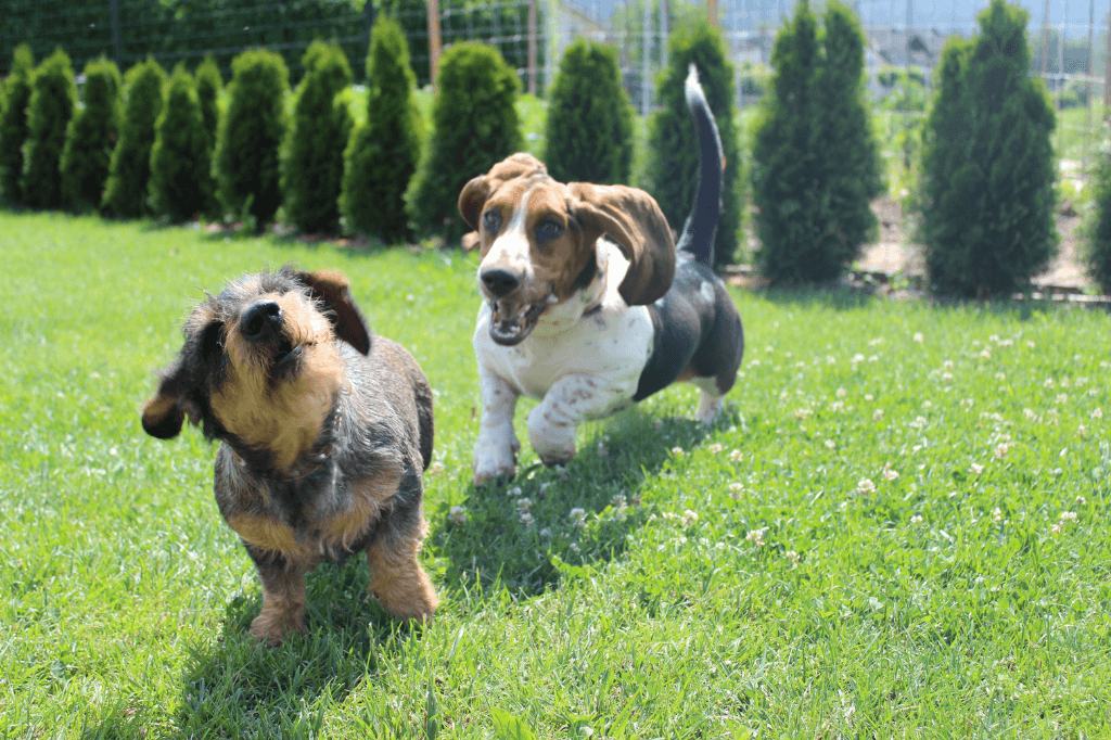Cómo iniciar la socialización entre perros