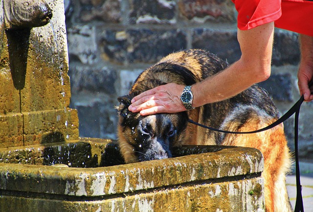 Petsworld, amigos de tus mascotas