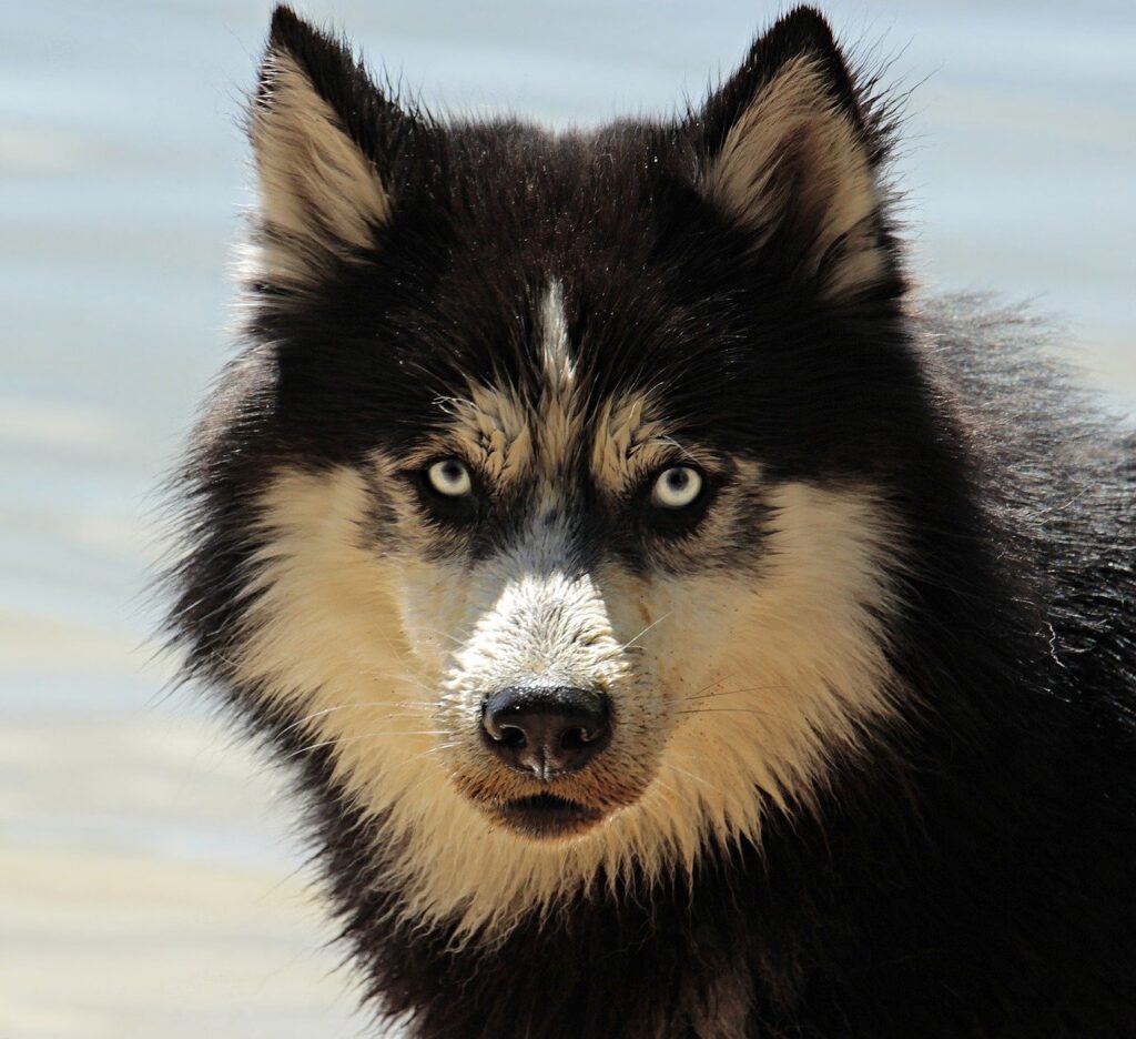 son los malamutes de alaska perros grandes