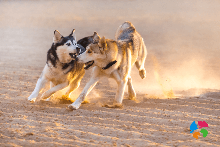 Cómo enseñar a tu perro a socializar con otros animales