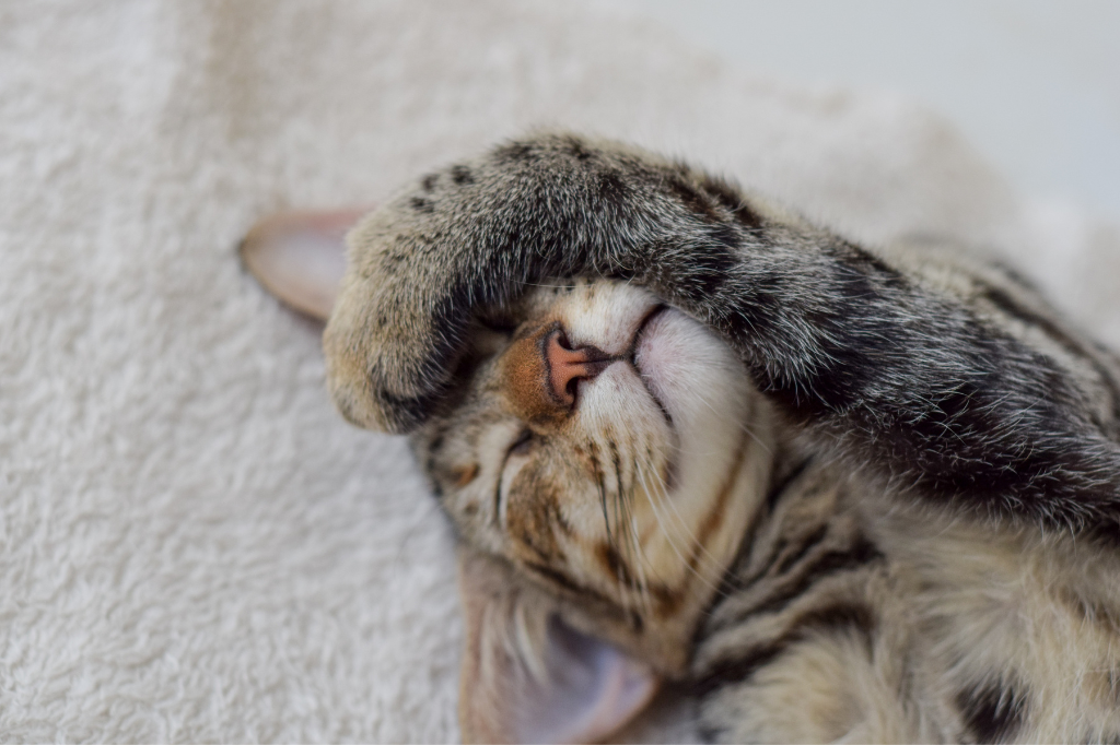 ¿Por qué ronronea mi gato?