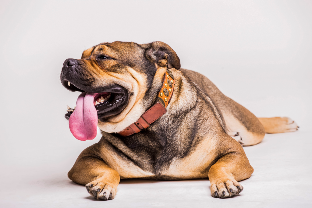 Las razas de perros braquicéfalos