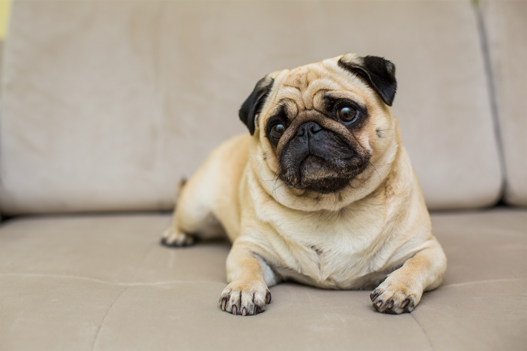 Pug o carlino