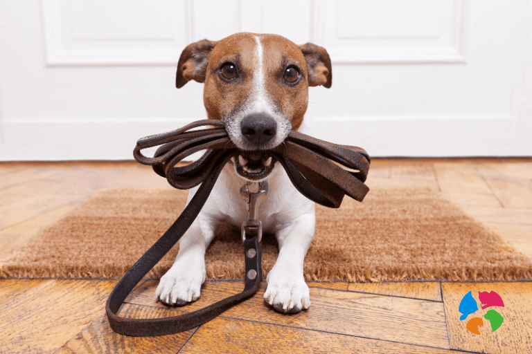 Guía para escoger el mejor arnés o collar para tu perro