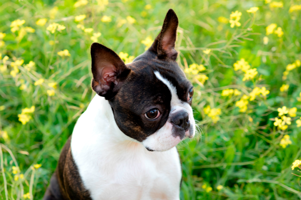 Boston Terrier