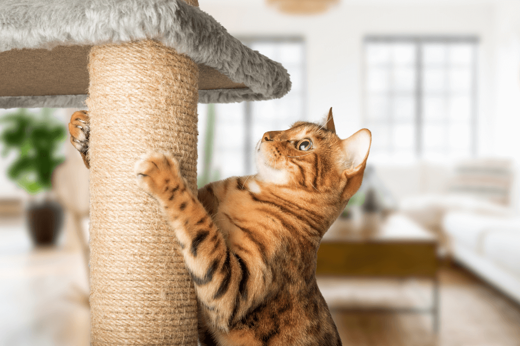 ¿Por qué son esenciales los rascadores para la salud de tu gato?